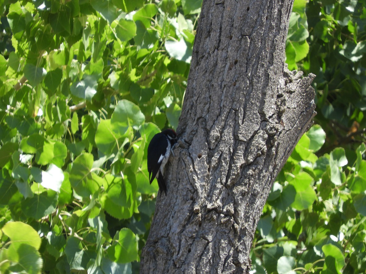 Acorn Woodpecker - ML642749579