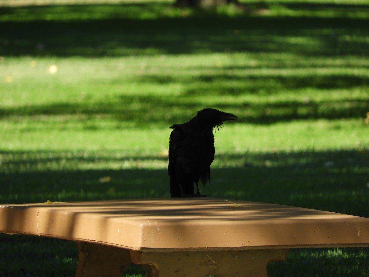 Corvus sp. - ML642749580