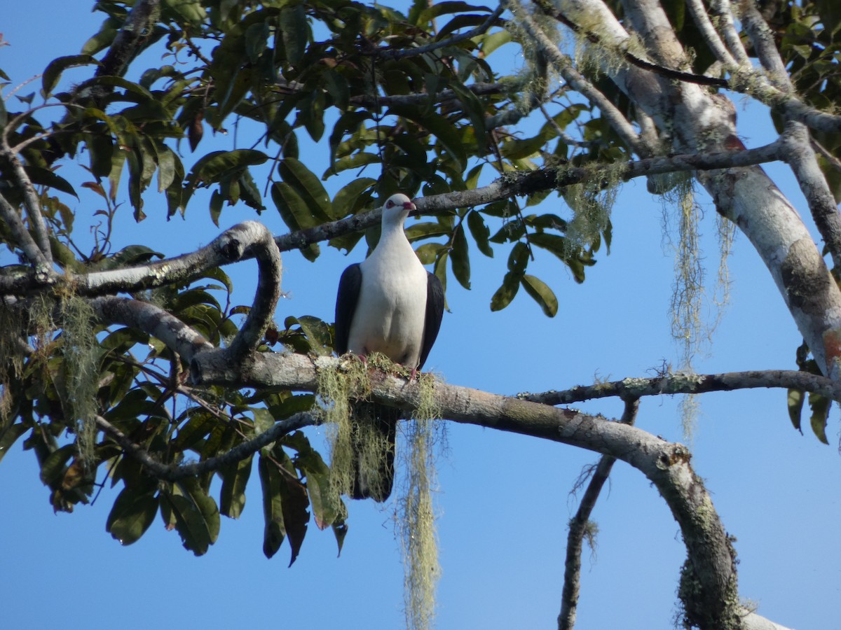 White-headed Pigeon - ML642749593