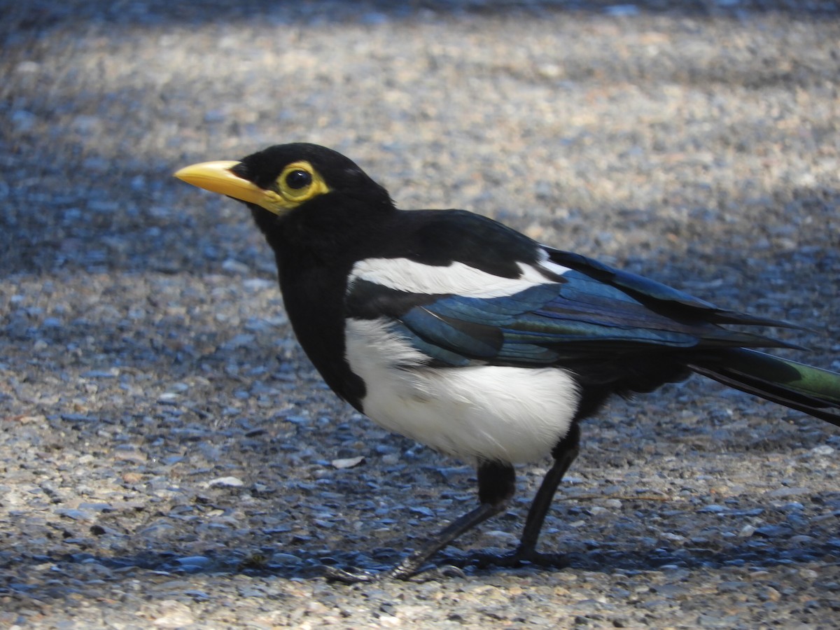 Yellow-billed Magpie - ML642749594