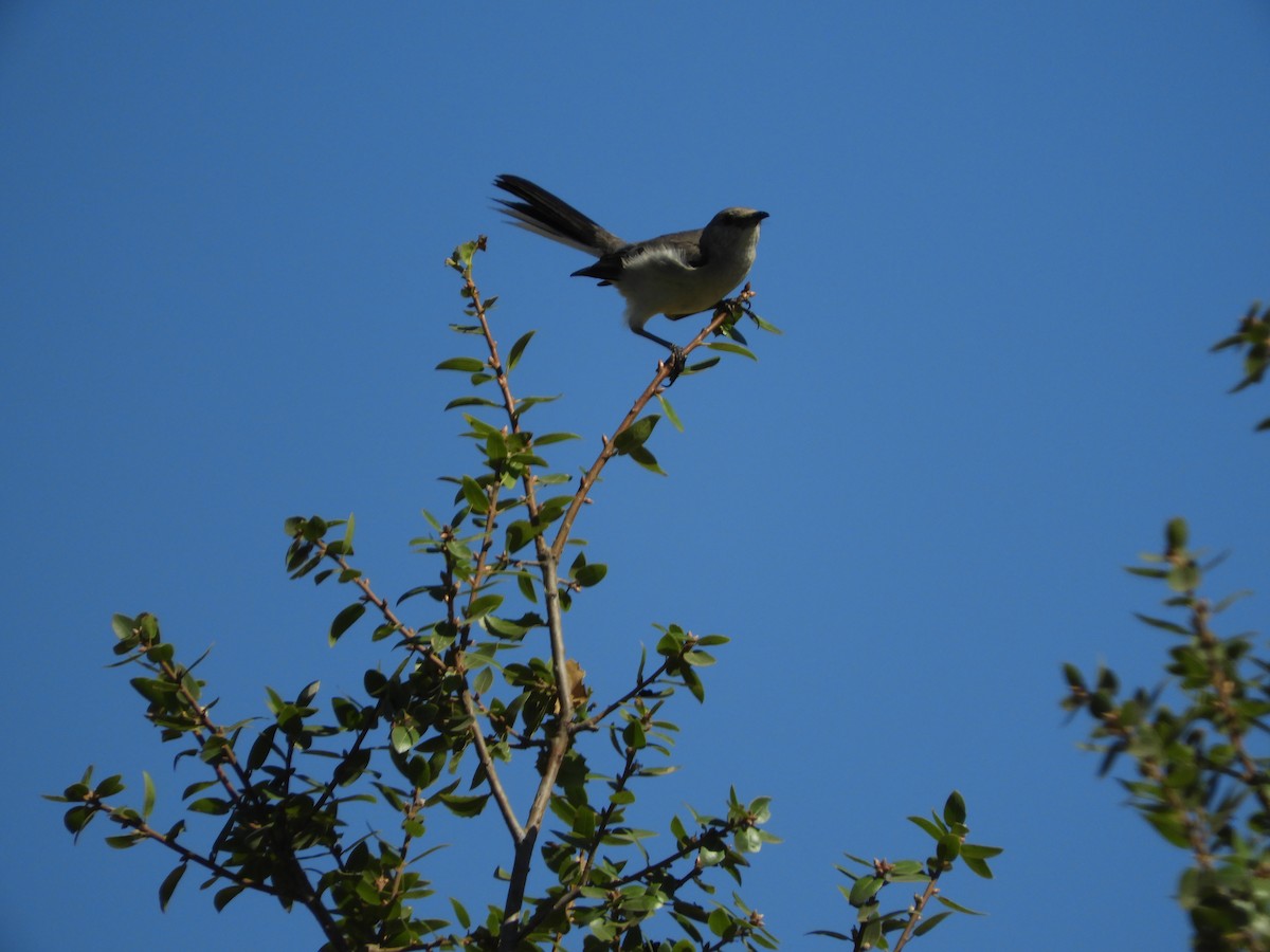 Northern Mockingbird - ML642749596