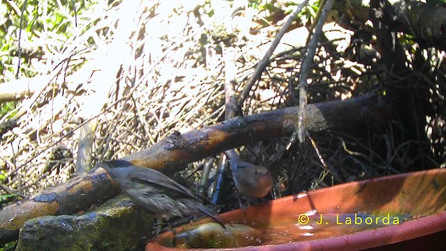 Eurasian Blackcap - ML642749597
