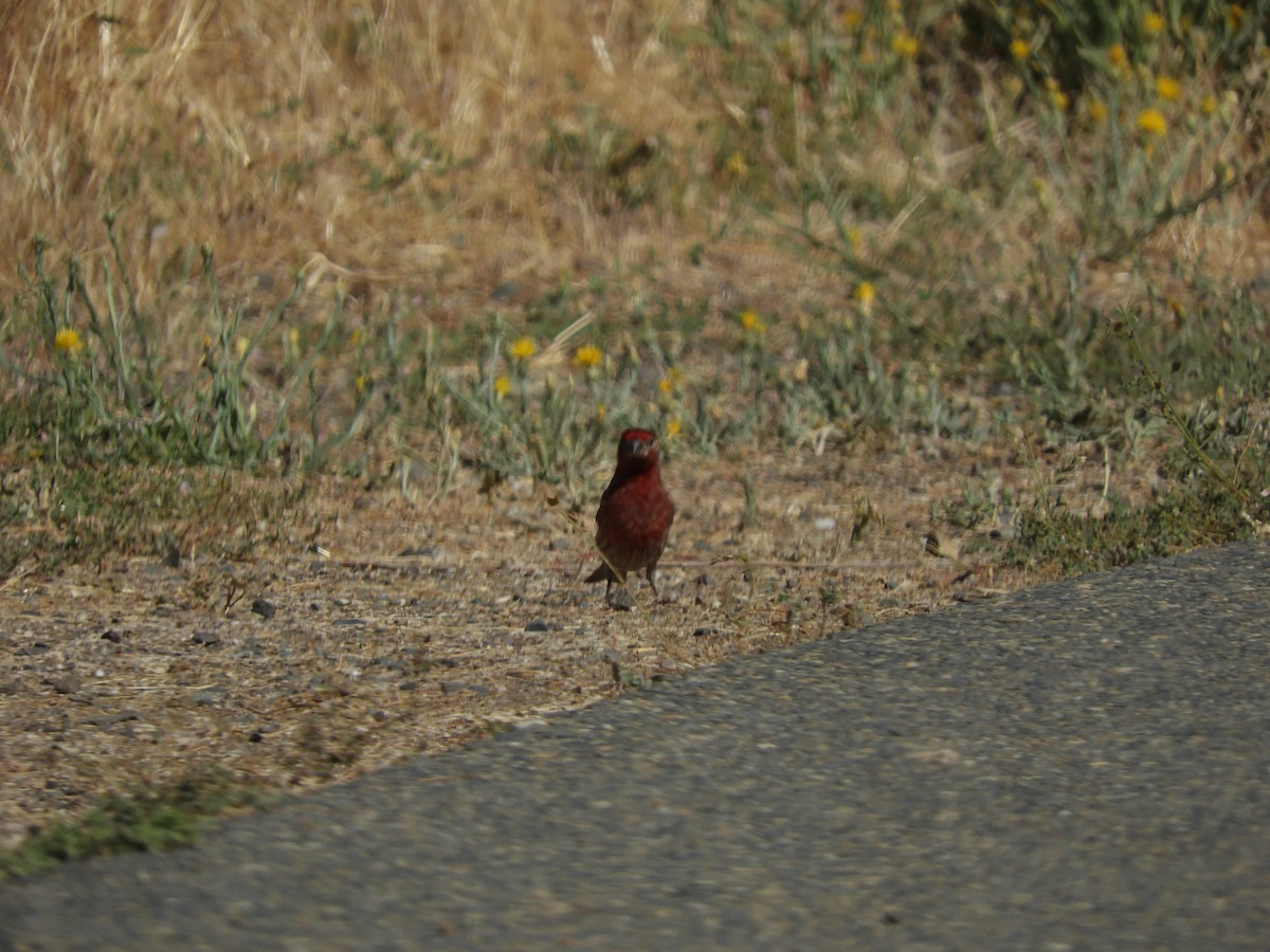 House Finch - ML642749598