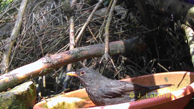 Хар хөөндэй - ML642749599