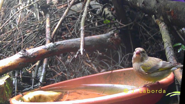 grønnfink - ML642749610