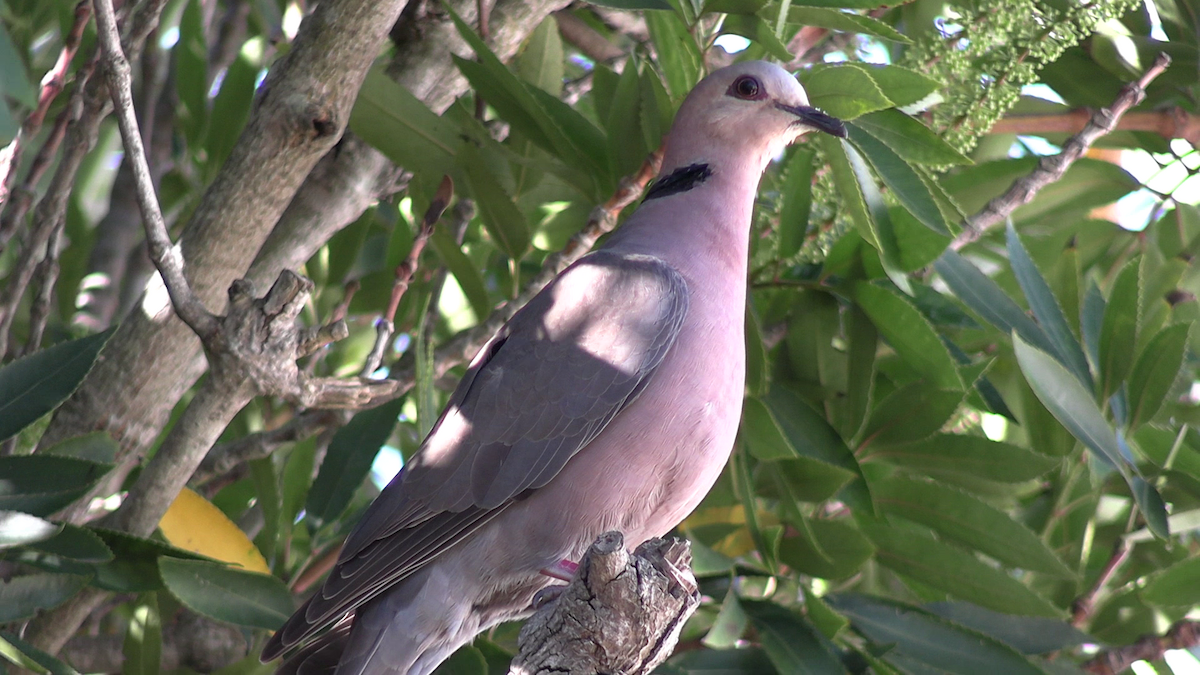 Red-eyed Dove - ML642749626