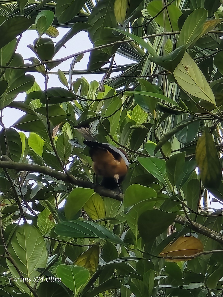 Rufous Treepie - ML642749650