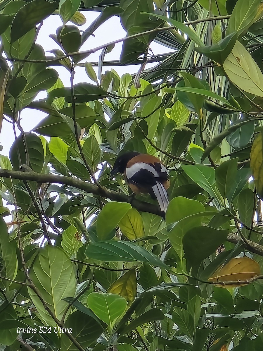 Rufous Treepie - ML642749651