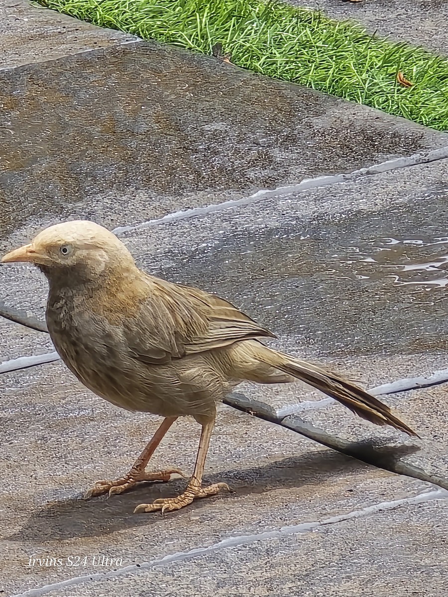 Yellow-billed Babbler - ML642749653