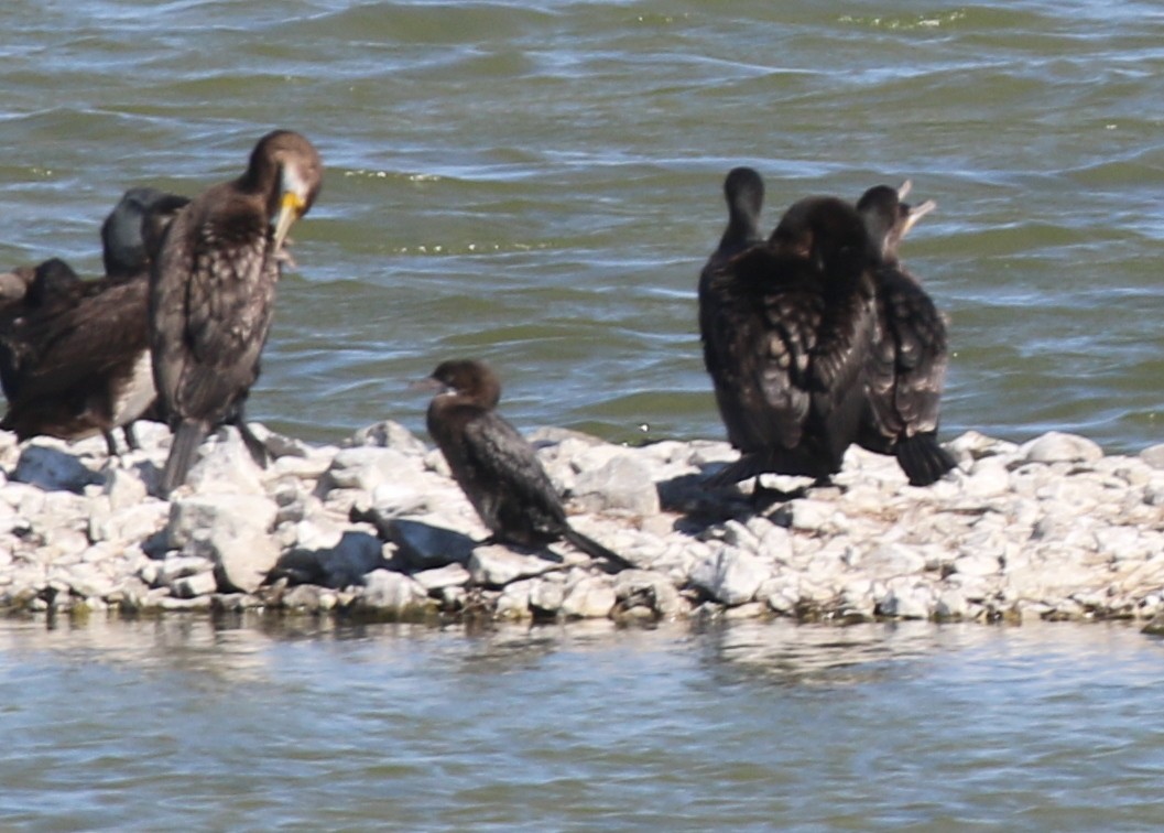 Pygmy Cormorant - ML642749669