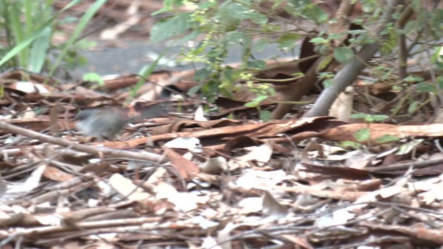 Red-winged Fairywren - ML642749676