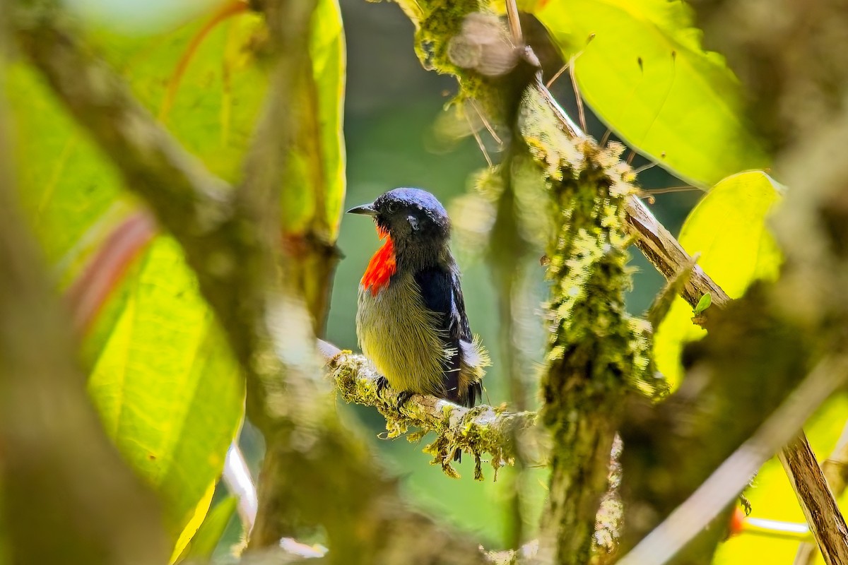 Black-sided Flowerpecker - ML642749686