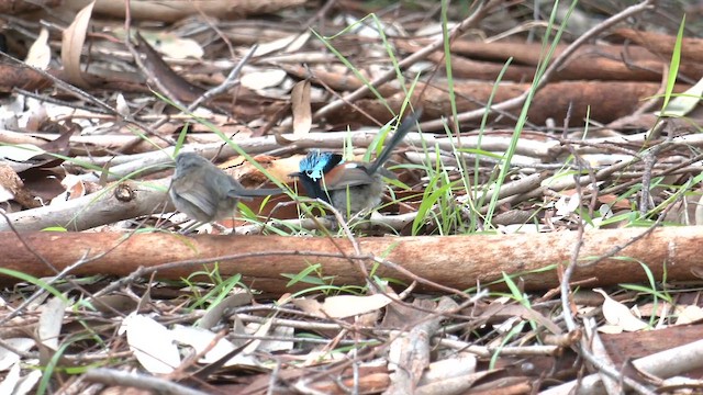 Red-winged Fairywren - ML642749690
