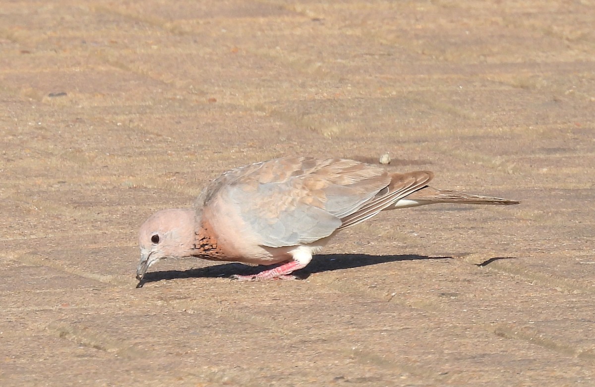 Laughing Dove - ML642749708