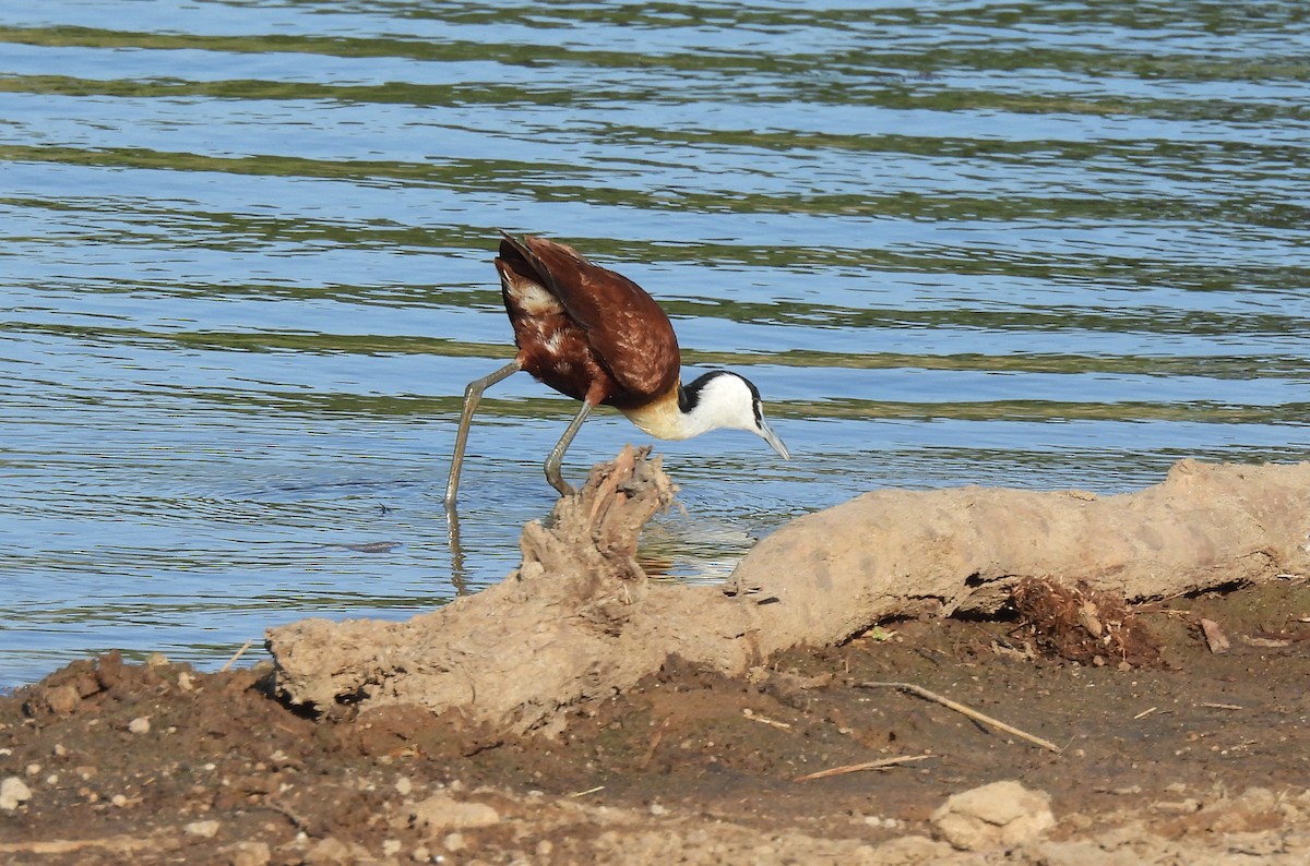 African Jacana - ML642749709