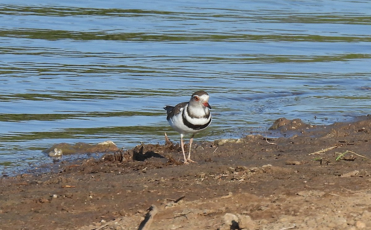 Three-banded Plover - ML642749710