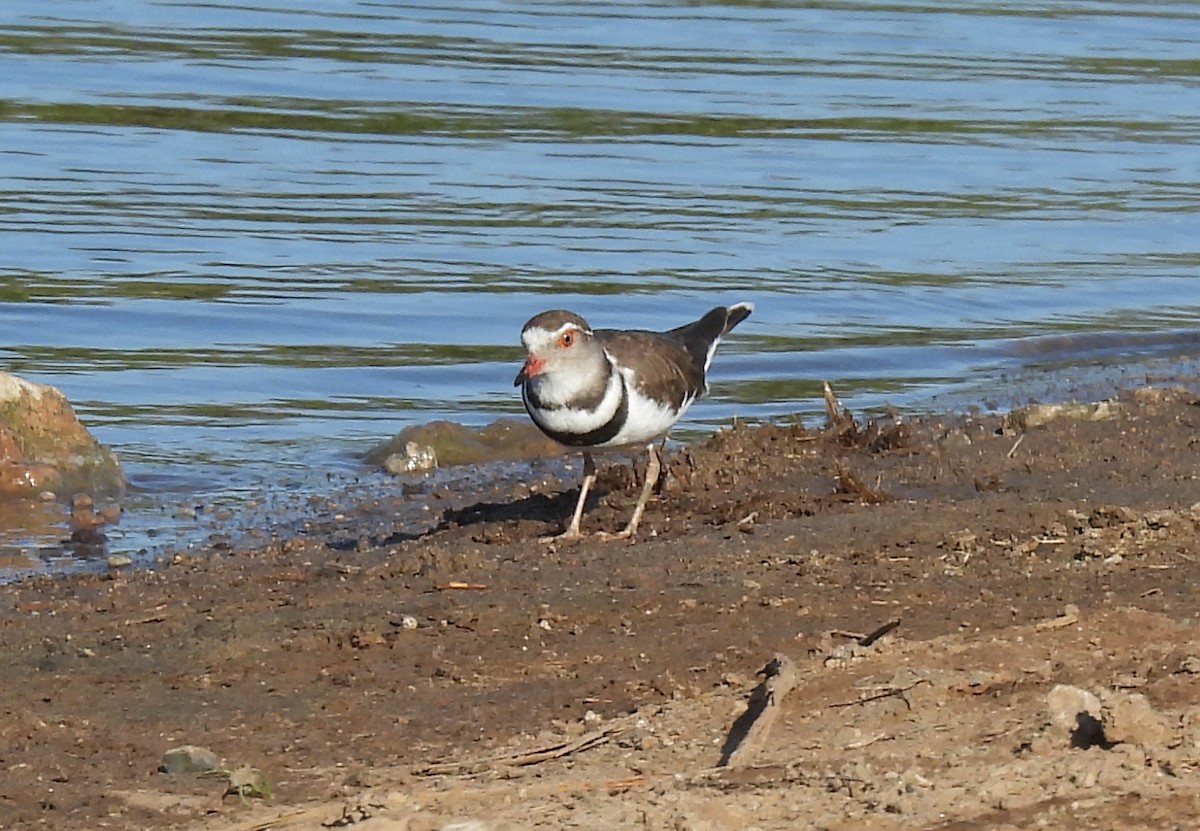 Three-banded Plover - ML642749711