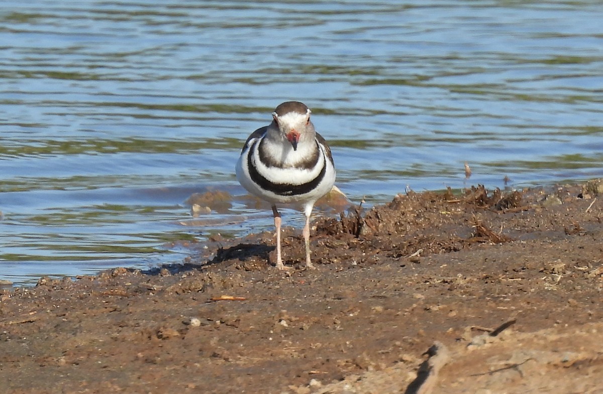 Three-banded Plover - ML642749712