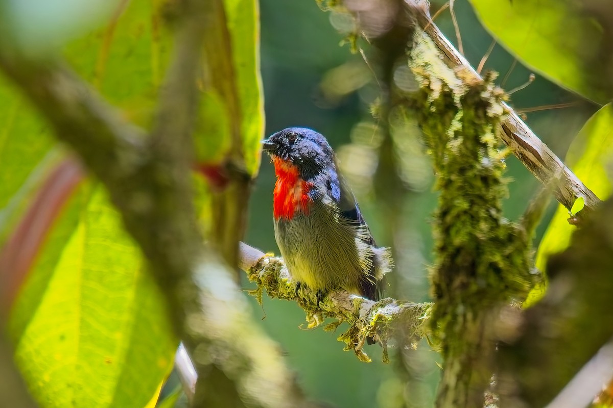 Black-sided Flowerpecker - ML642749713