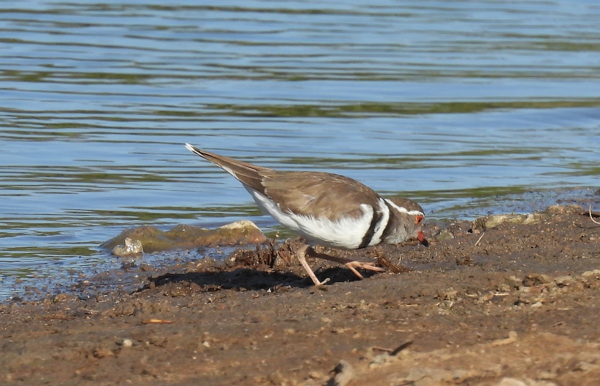 Three-banded Plover - ML642749714