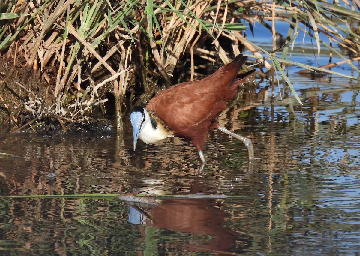 African Jacana - ML642749719
