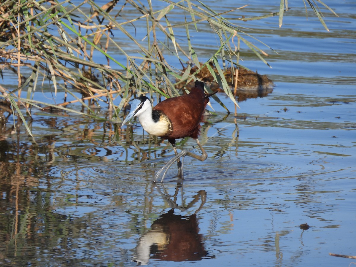 African Jacana - ML642749720
