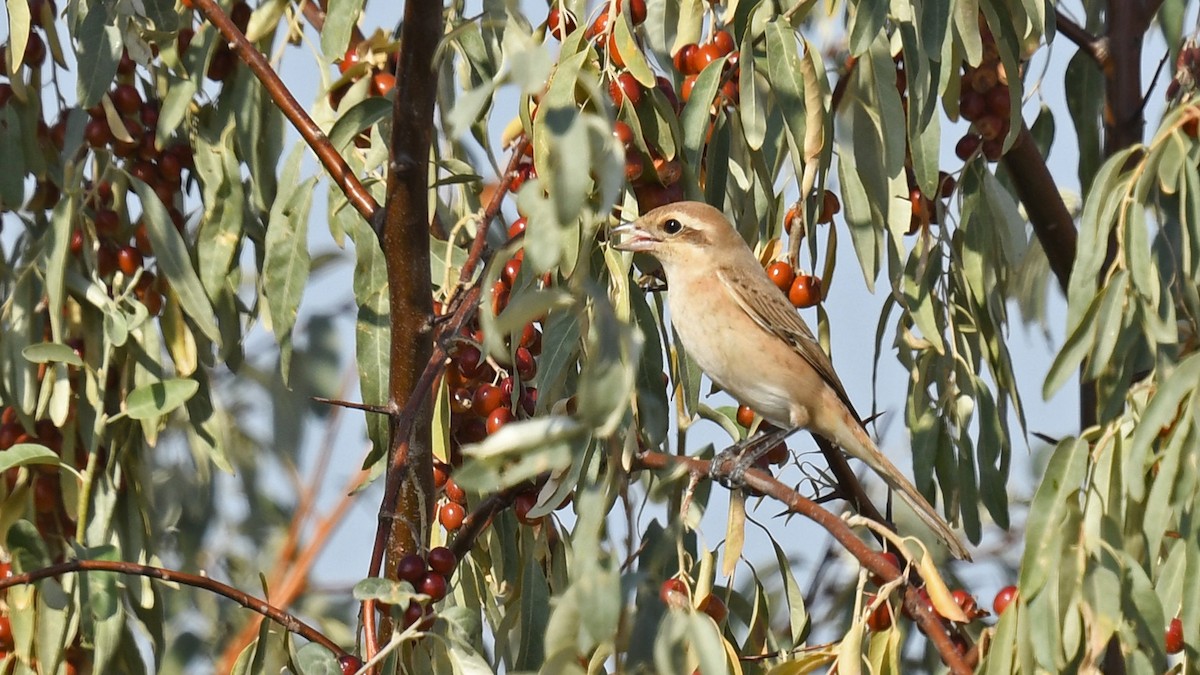 Isabelline Shrike - ML642749721