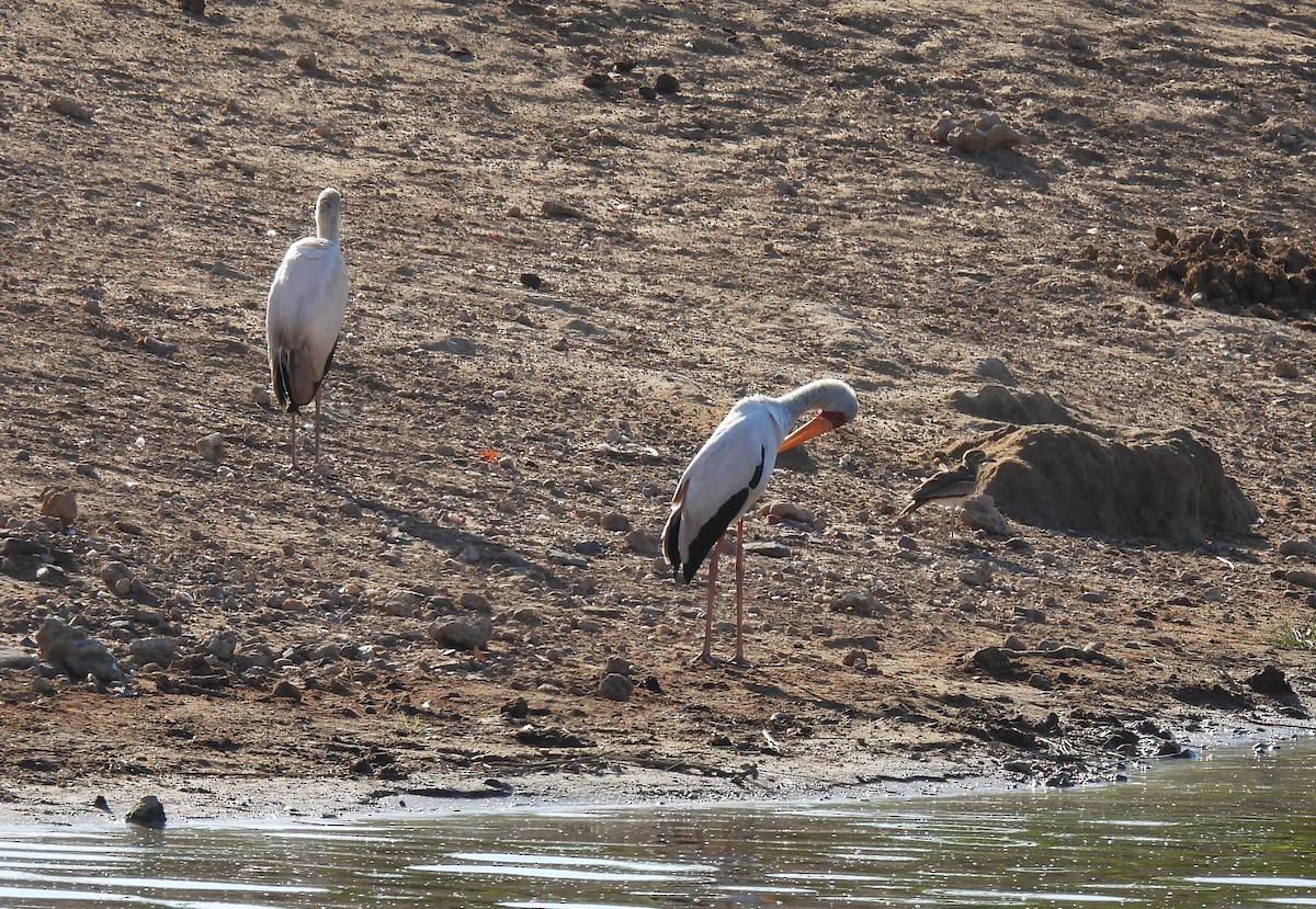 Tantale ibis - ML642749723