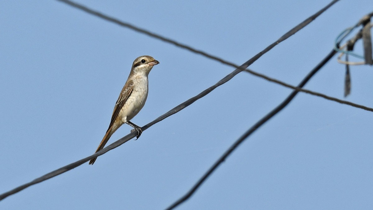 Red-tailed Shrike - ML642749724