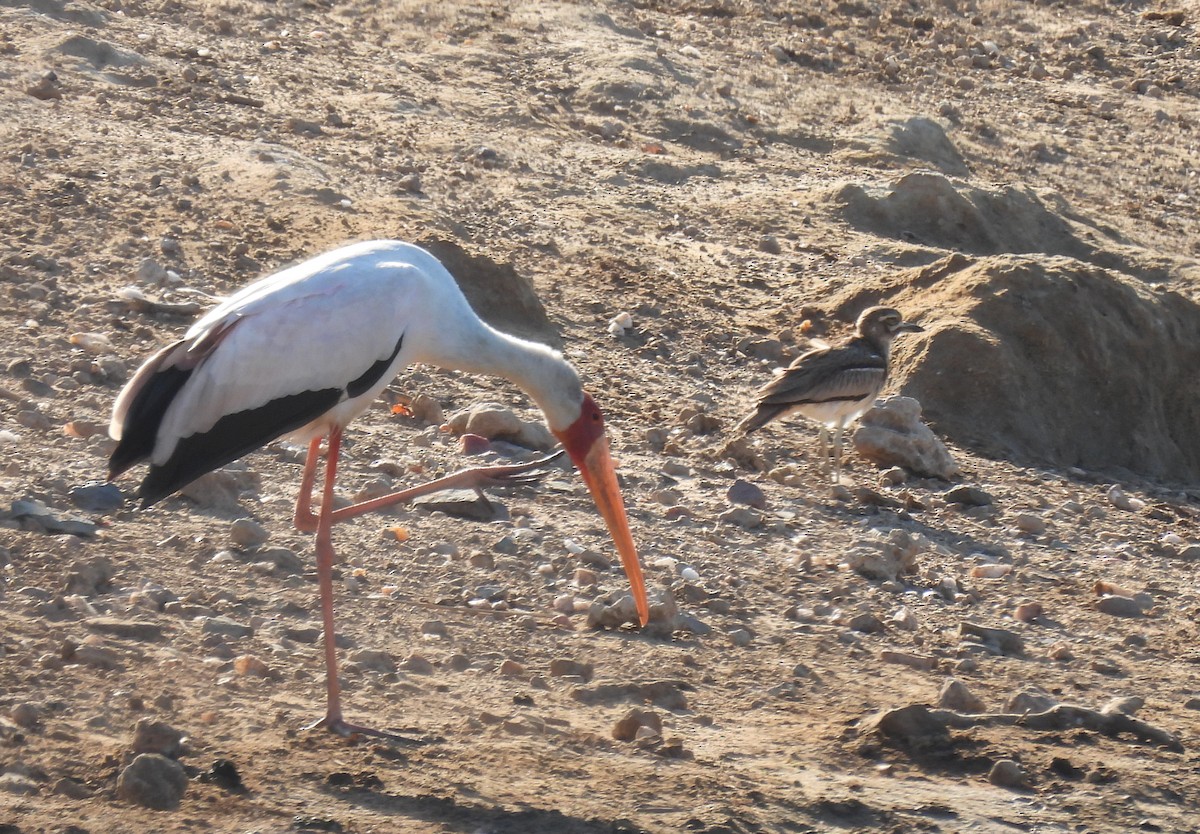 Water Thick-knee - ML642749727