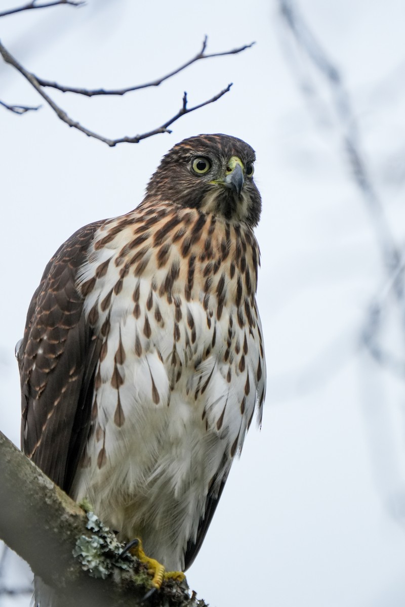 Cooper's Hawk - ML642749733