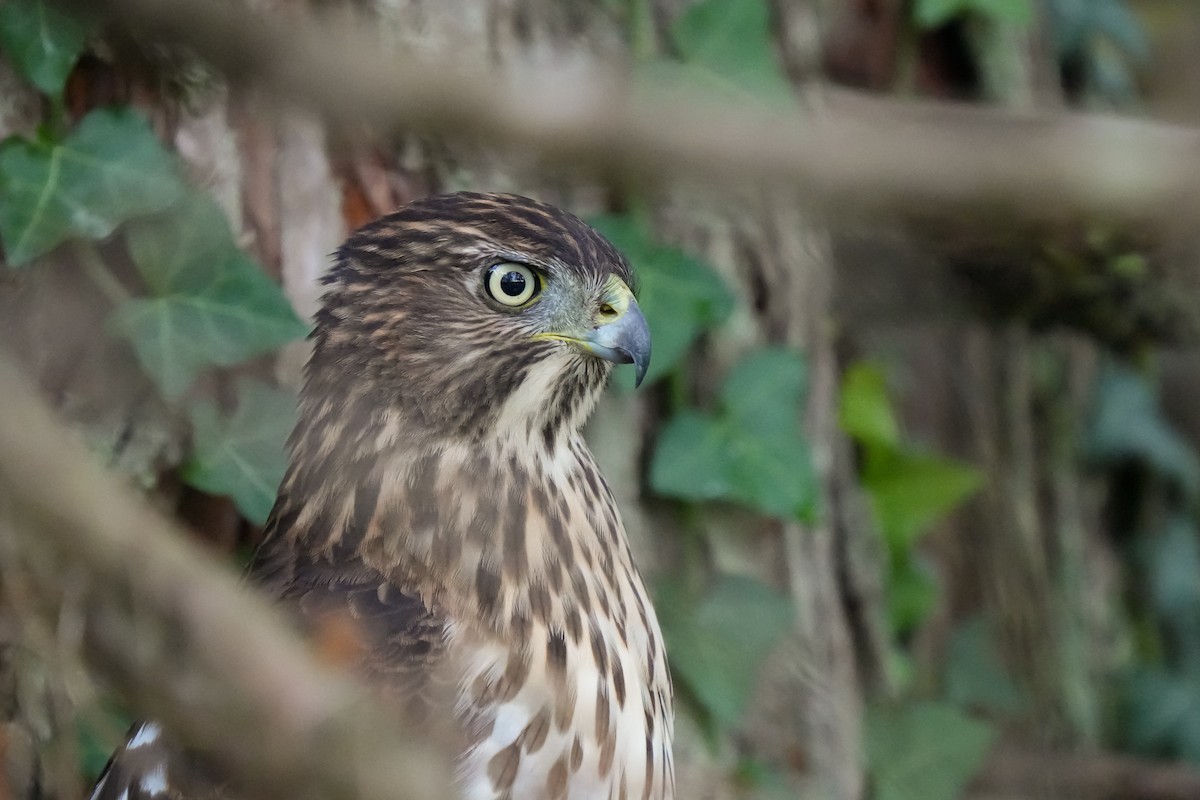 Cooper's Hawk - ML642749736