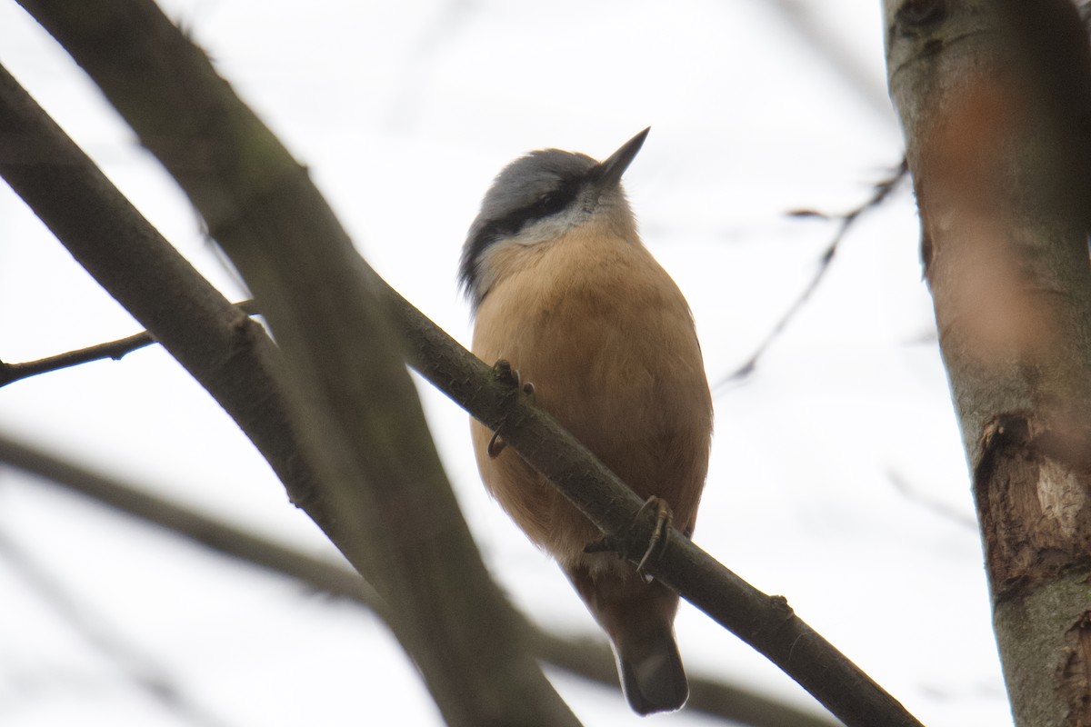 Eurasian Nuthatch (Western) - ML642749737
