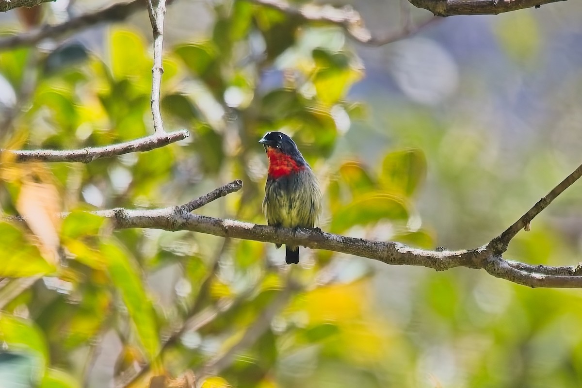 Black-sided Flowerpecker - ML642749743