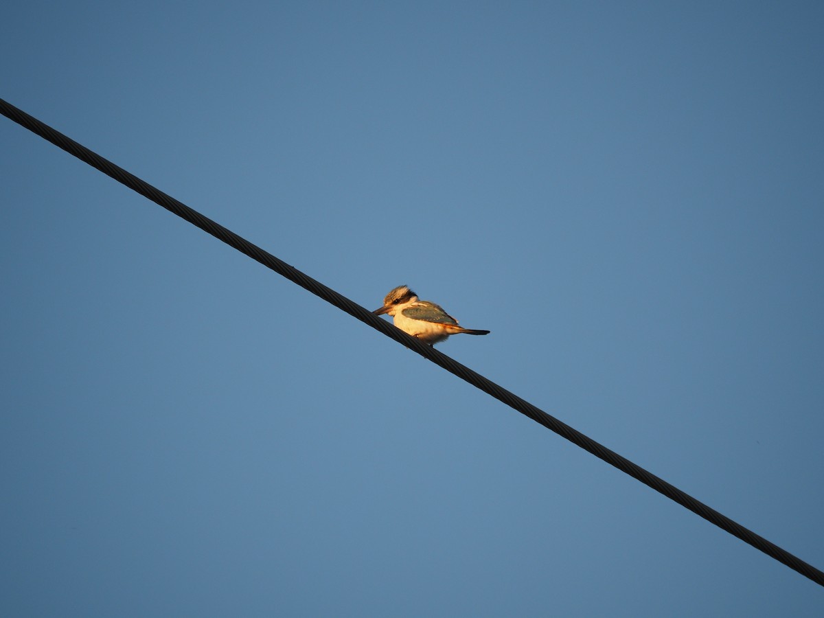 Red-backed Kingfisher - ML642749744
