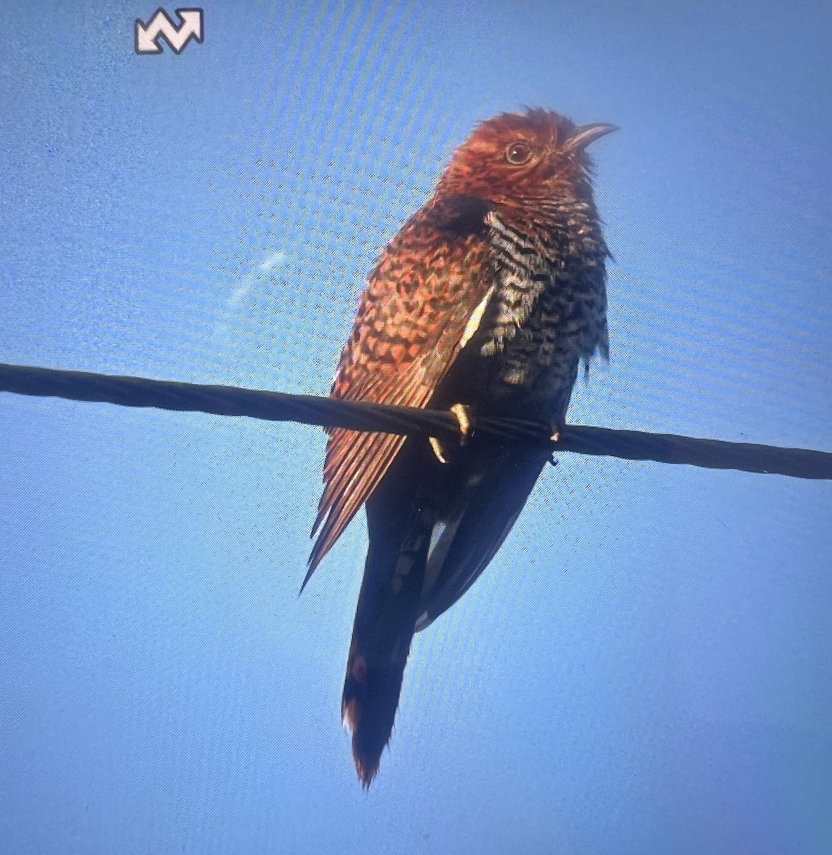 Gray-bellied Cuckoo - ML642749750