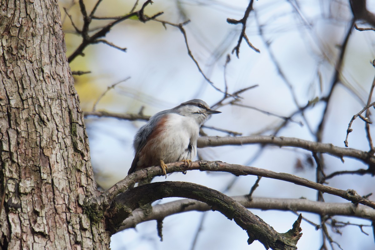 Eurasian Nuthatch (Western) - ML642749761