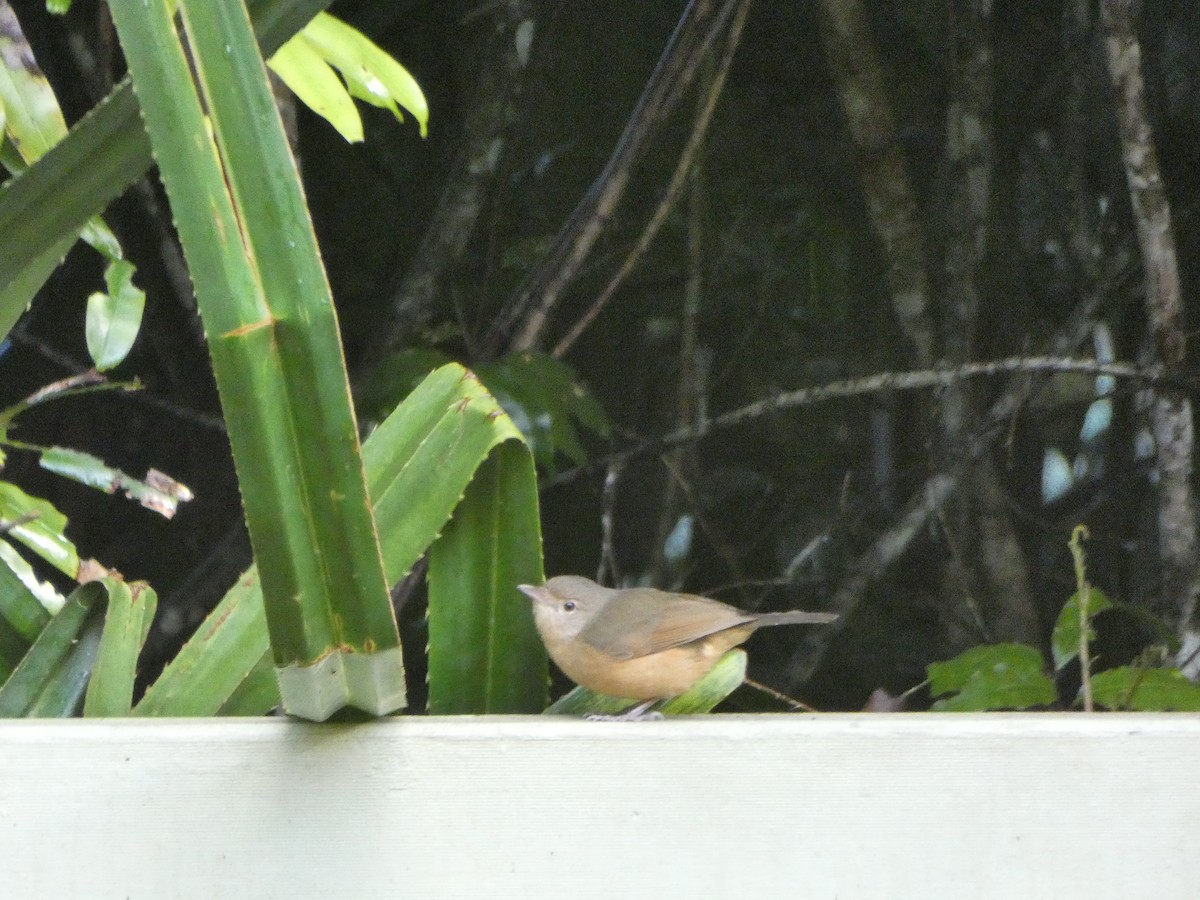 Rufous Shrikethrush - ML642749764