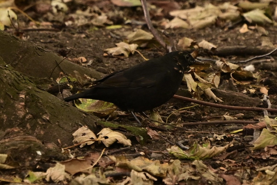 Хар хөөндэй - ML642749768