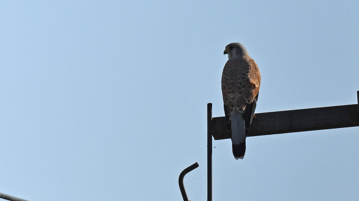 Eurasian Kestrel - ML642749813