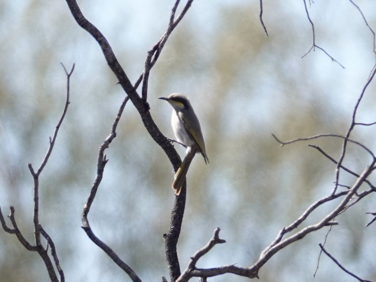 Singing Honeyeater - ML642749829