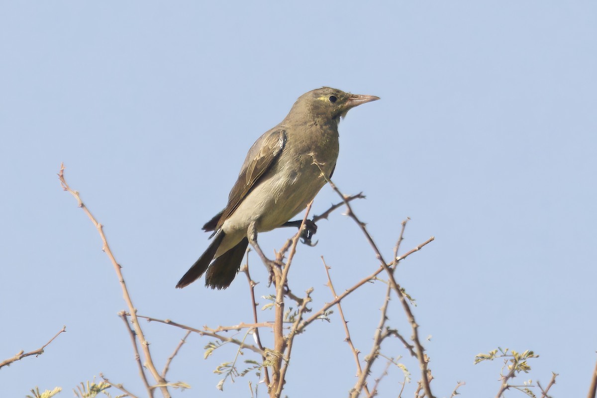 Wattled Starling - ML642749830