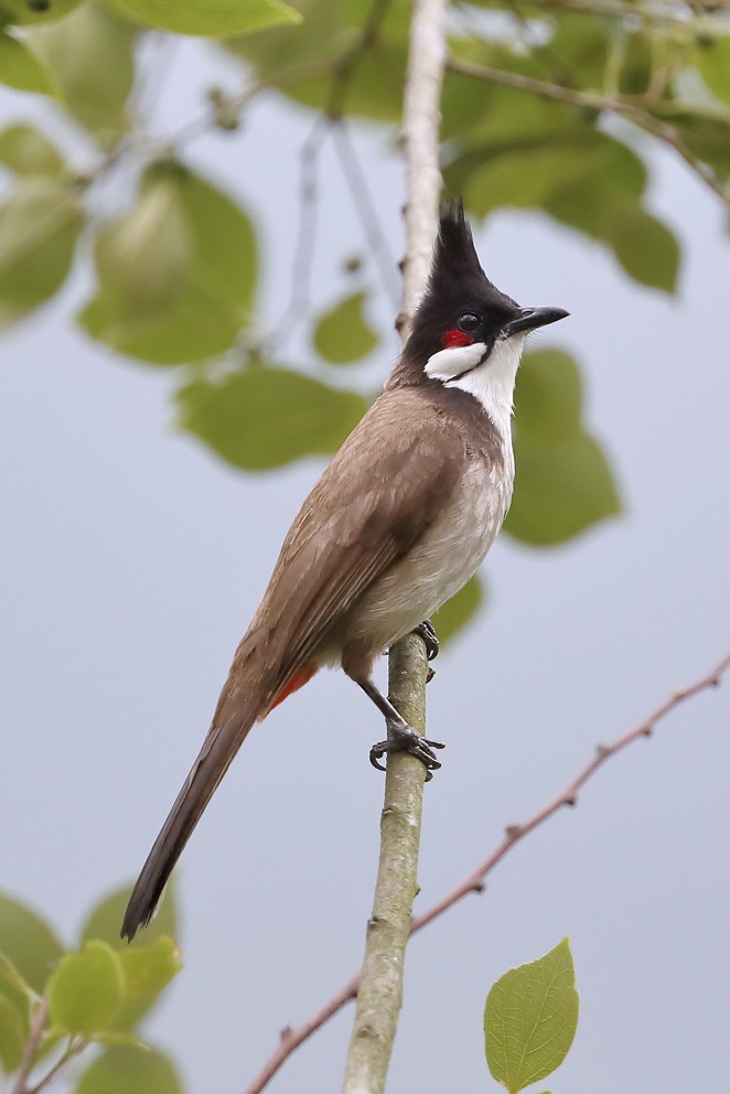 Red-whiskered Bulbul - ML642749835