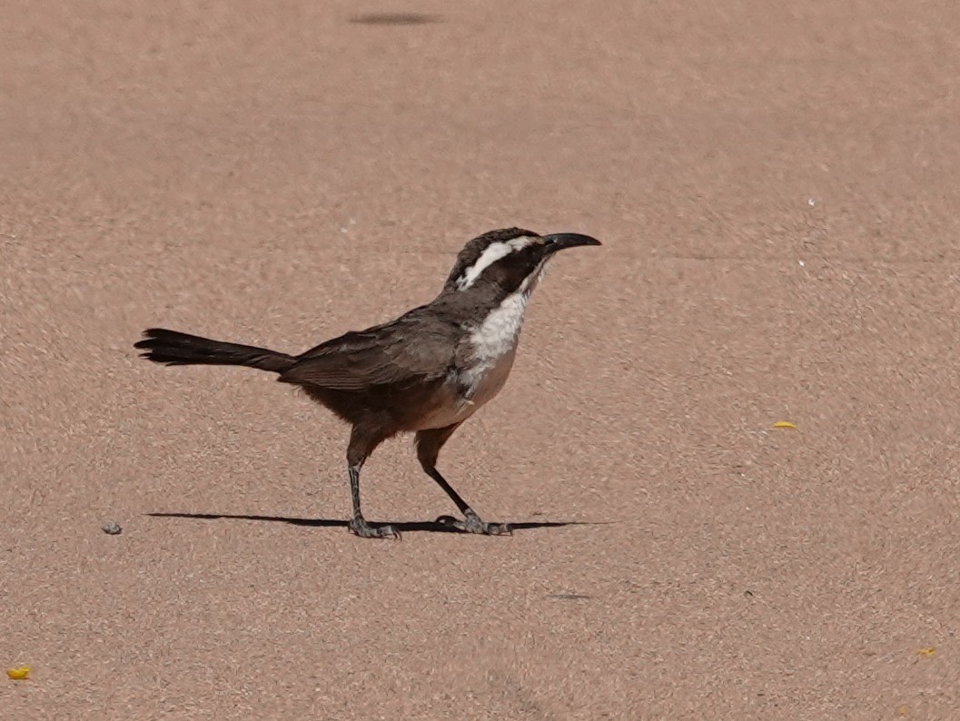 White-browed Babbler - ML642749838
