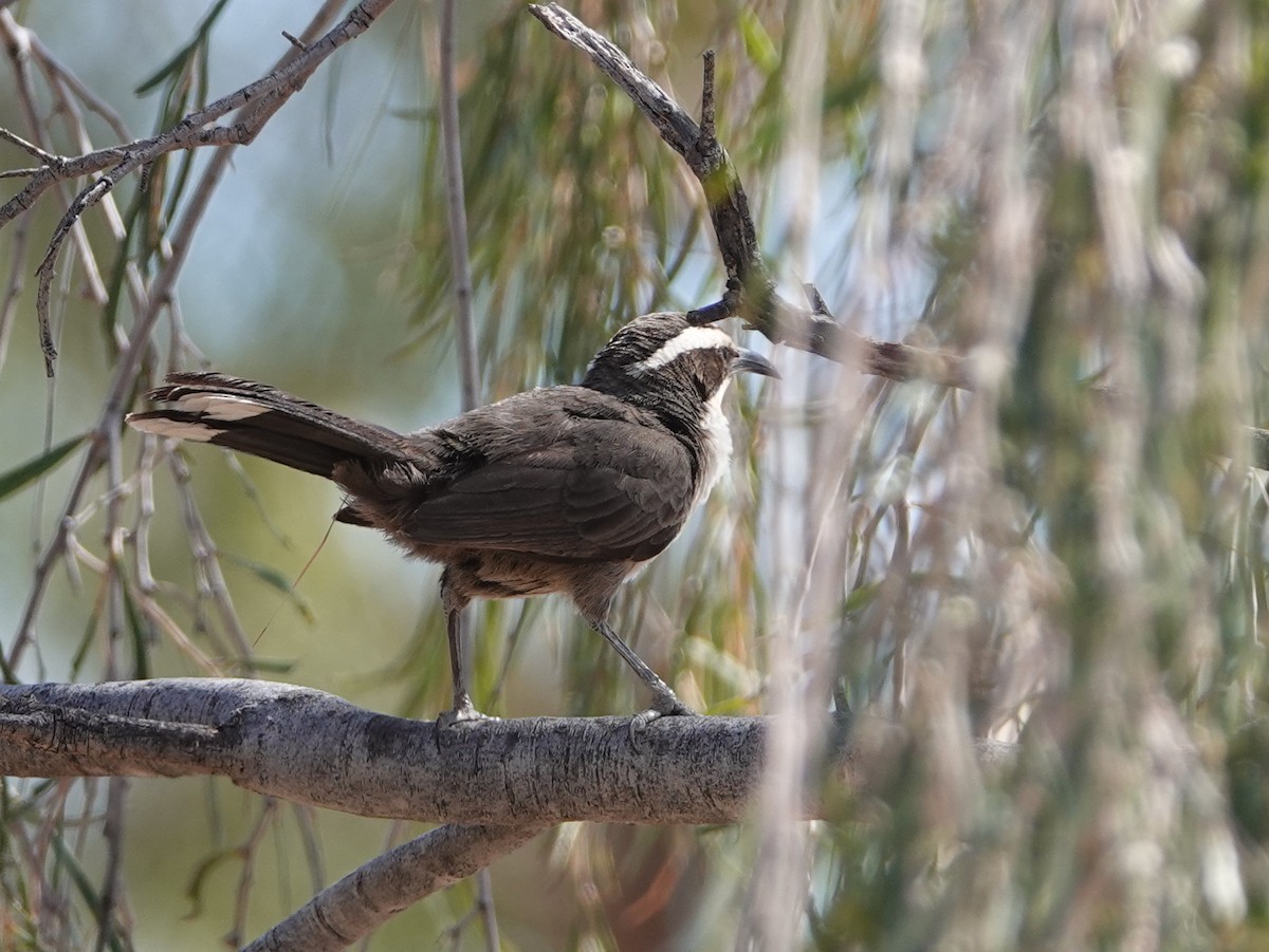 White-browed Babbler - ML642749839