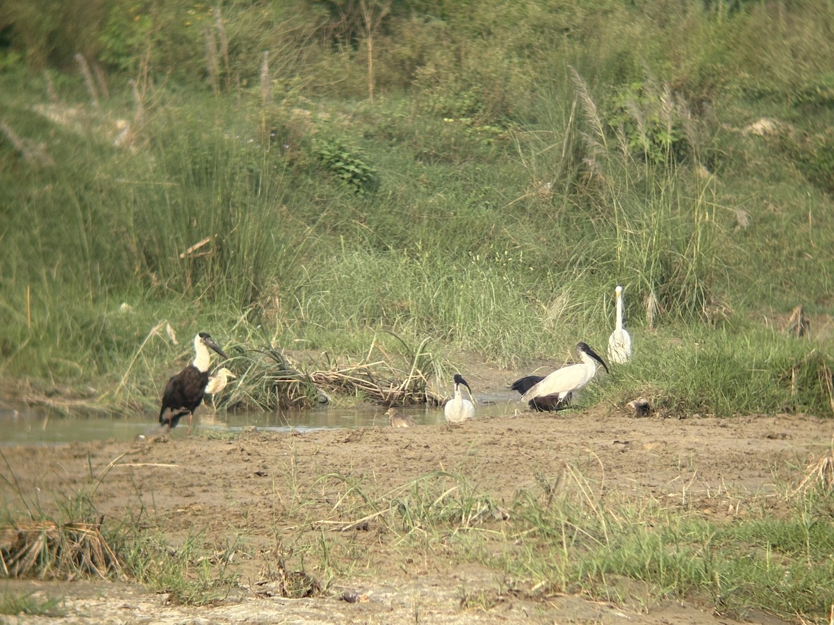 Black-headed Ibis - ML642749854