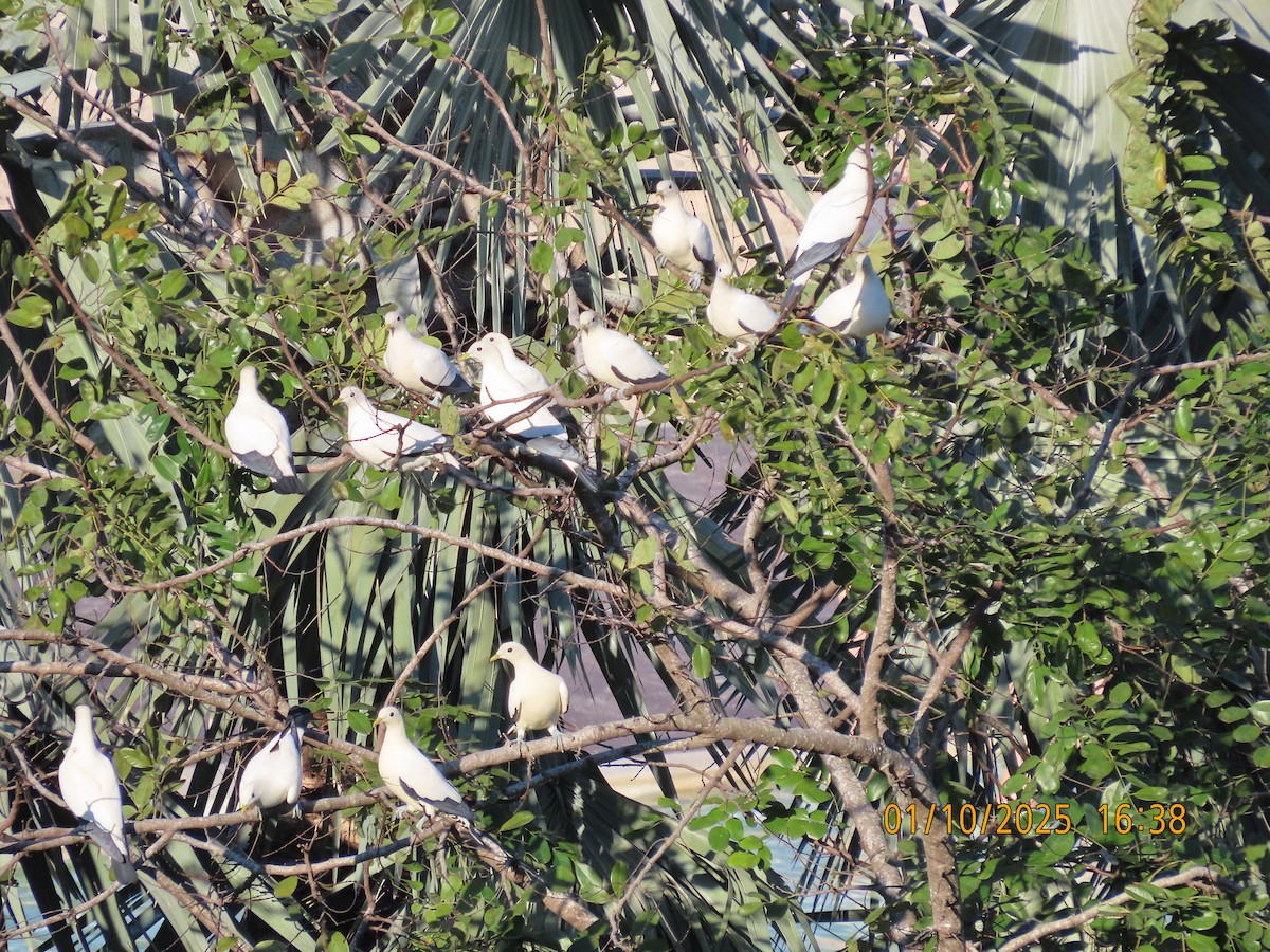 Torresian Imperial-Pigeon - ML642749856
