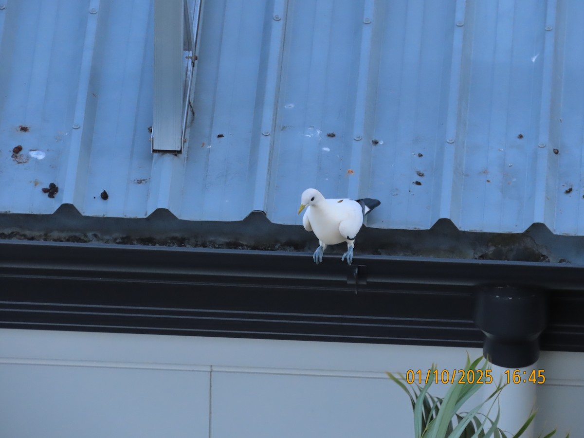 Torresian Imperial-Pigeon - ML642749861