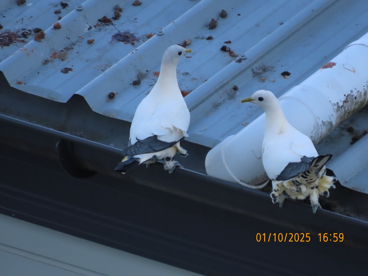 Torresian Imperial-Pigeon - ML642749868