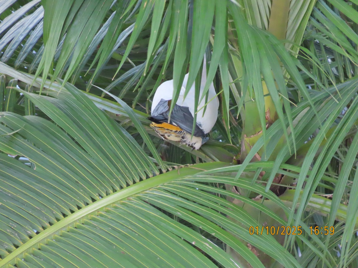 Torresian Imperial-Pigeon - ML642749869